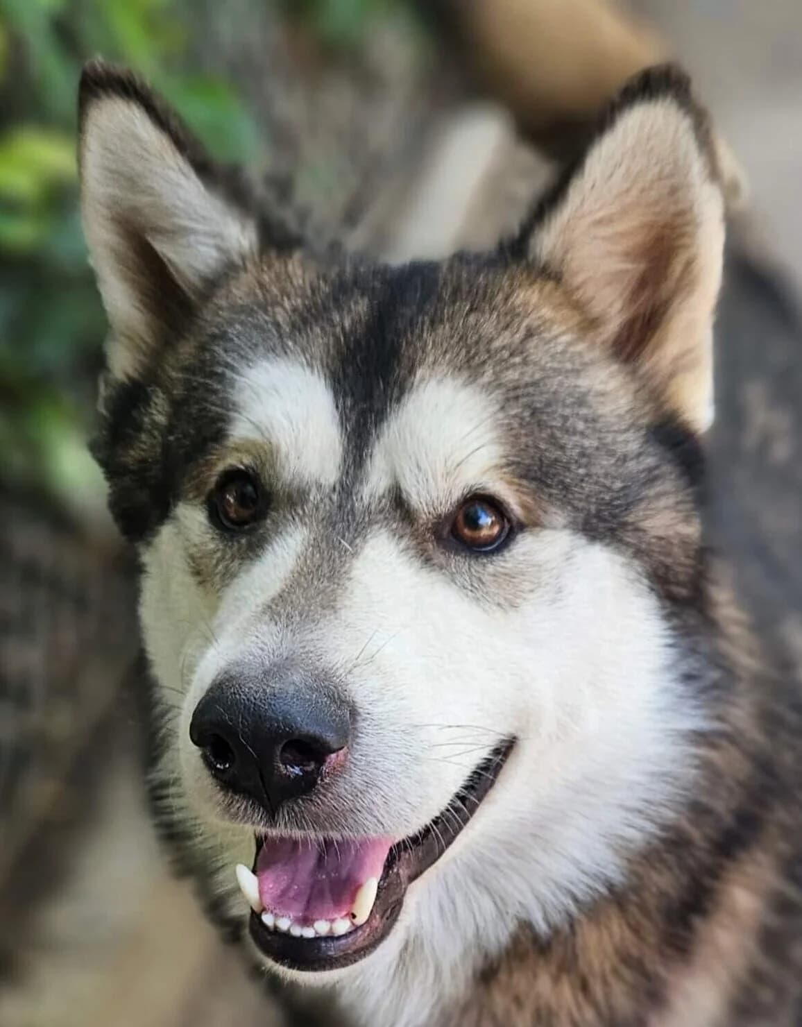 Wall-e, male Mixed Breed for adoption at Refuge Thiernay