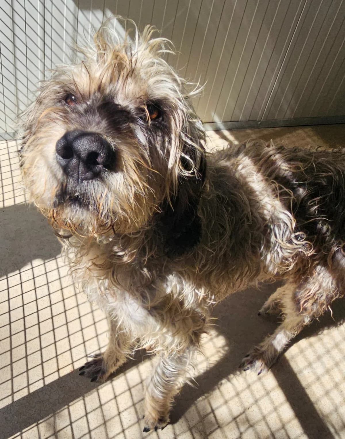 Troubadour, male Mixed Breed for adoption at Refuge Thiernay