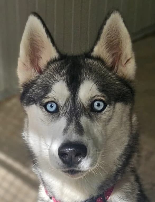 Stella, female Mixed Breed for adoption at Refuge Thiernay