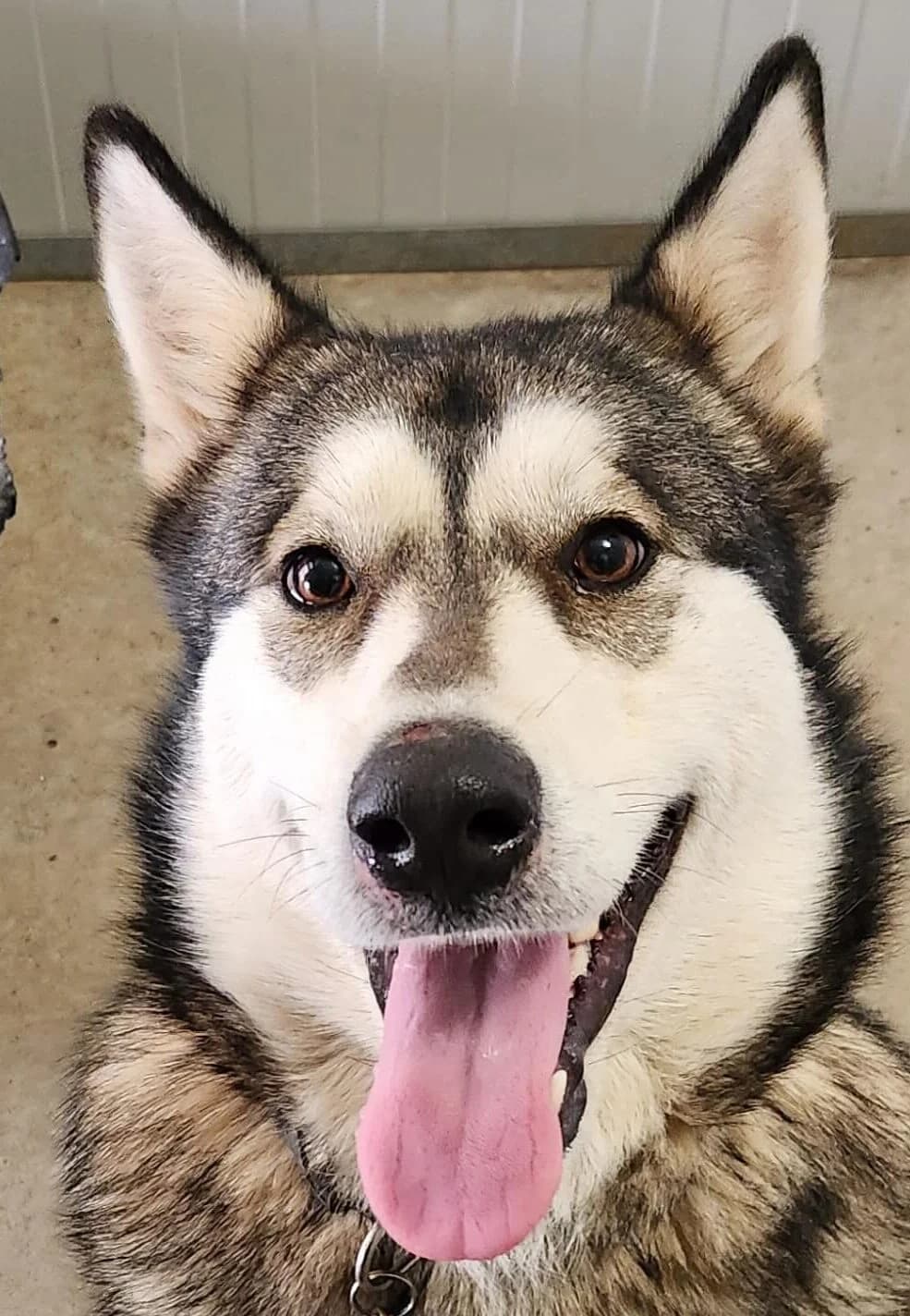 Eve, female Mixed Breed for adoption at Refuge Thiernay