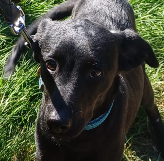 Nuggets, male Mixed Breed for adoption at Refuge Thiernay