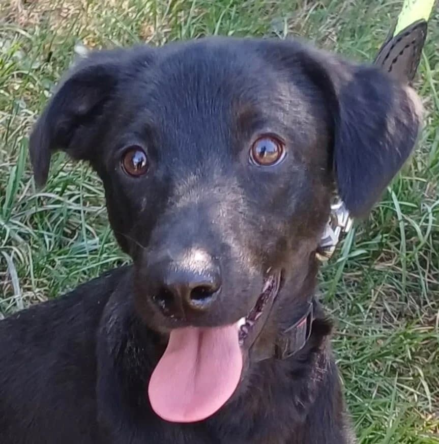 Ketchup, male Mixed Breed for adoption at Refuge Thiernay
