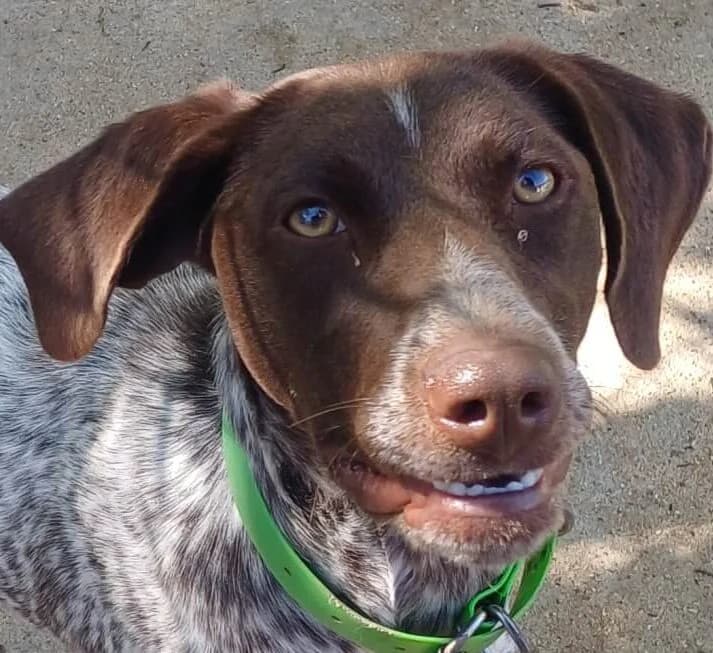 Mousse, male Mixed Breed for adoption at Refuge Thiernay