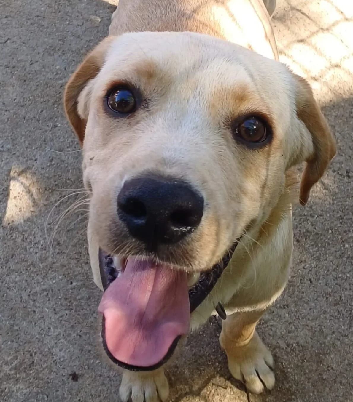 Salto, male Mixed Breed for adoption at Refuge Thiernay
