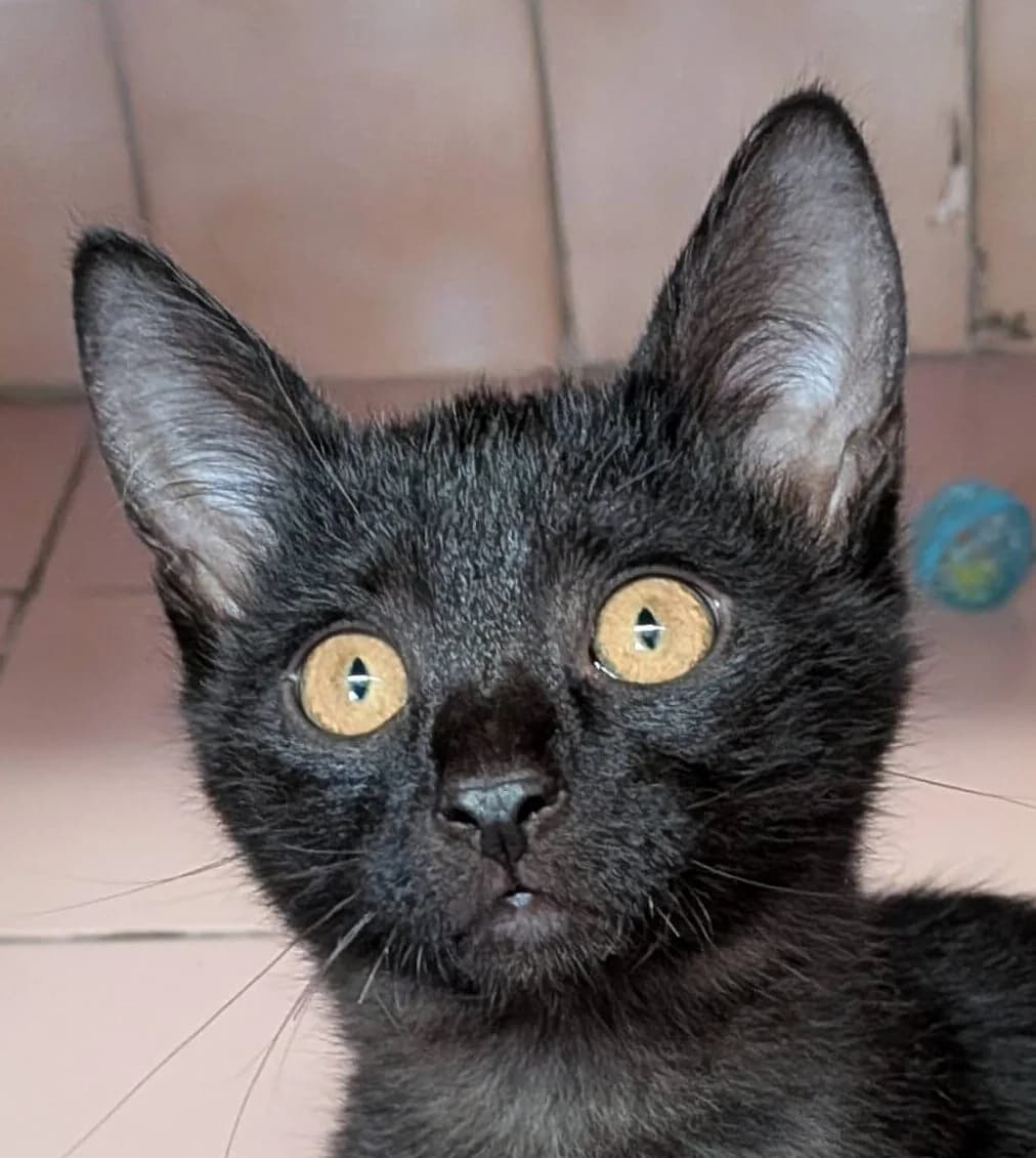 Cambouy, male Mixed Breed for adoption at Refuge Thiernay