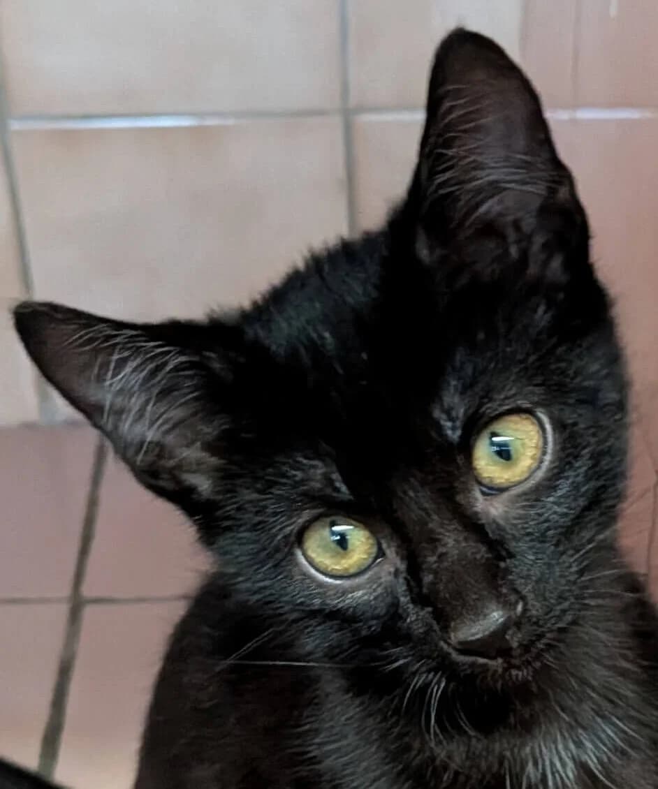 Expresso, male Mixed Breed for adoption at Refuge Thiernay
