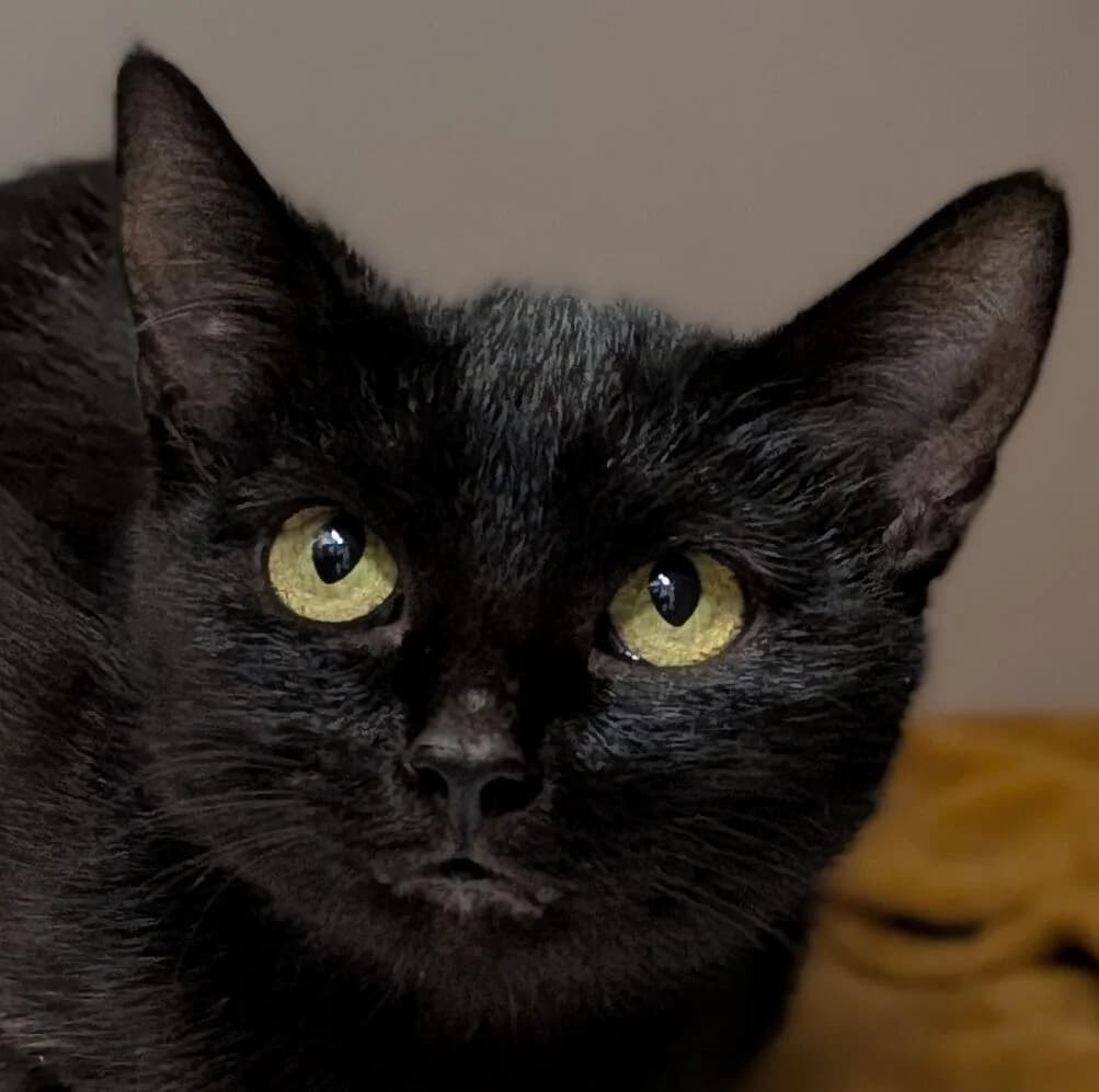 Prune, female Mixed Breed for adoption at Refuge Thiernay