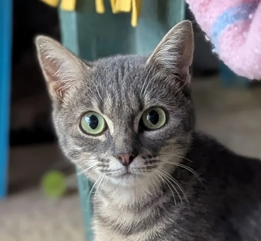 Choupinette, female Mixed Breed for adoption at Refuge Thiernay