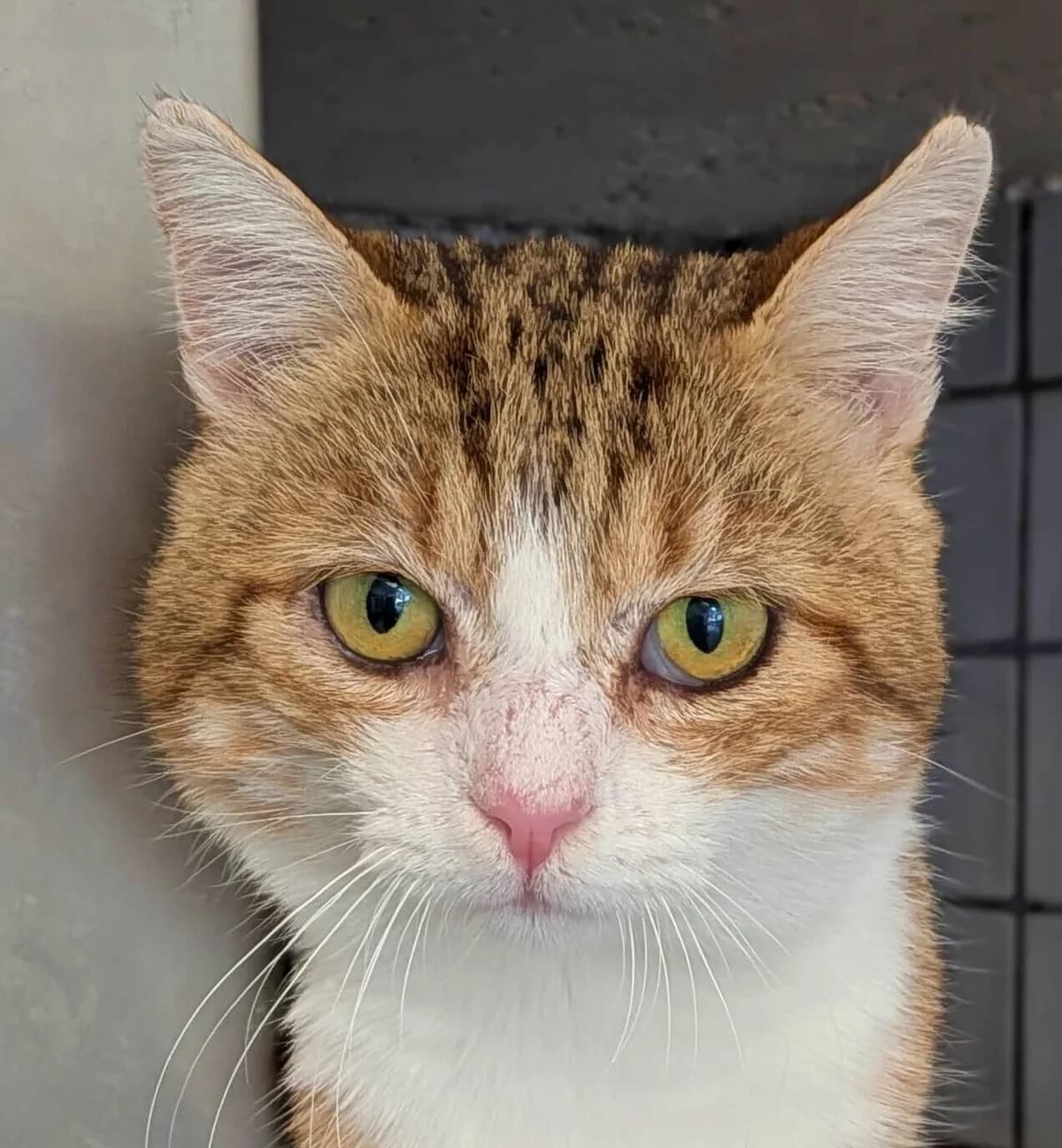 Coeur, male Mixed Breed for adoption at Refuge Thiernay