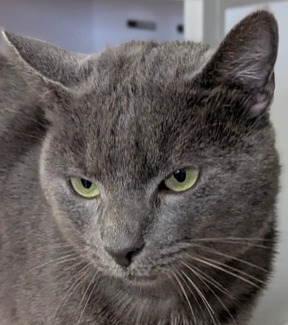 Slimane, male Mixed Breed for adoption at Refuge Thiernay