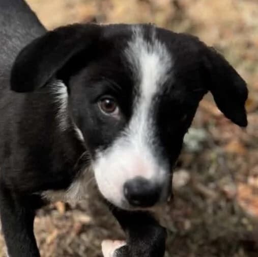 Baileys, male Mixed Breed for adoption at Refuge Thiernay