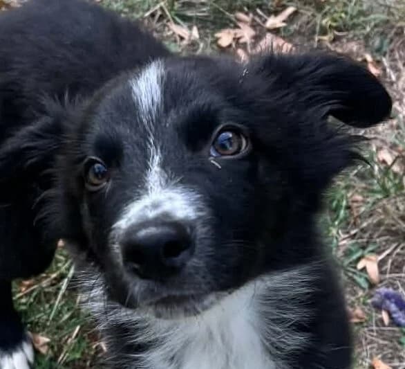 Punch, male Mixed Breed for adoption at Refuge Thiernay