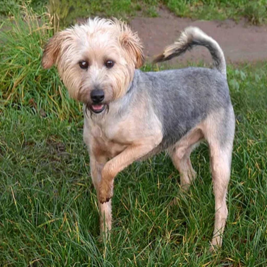 Rufus, male senior Mixed Breed for adoption at Refuge Vermelles, Vermelles
