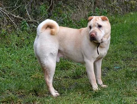 Forest, male senior Mixed Breed for adoption at Refuge Vermelles, Vermelles