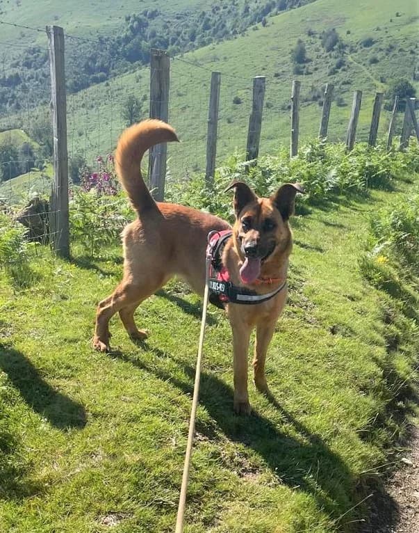 MILA, female Mixed Breed for adoption at Refuge Côte Basque, Saint-Jean-de-Luz