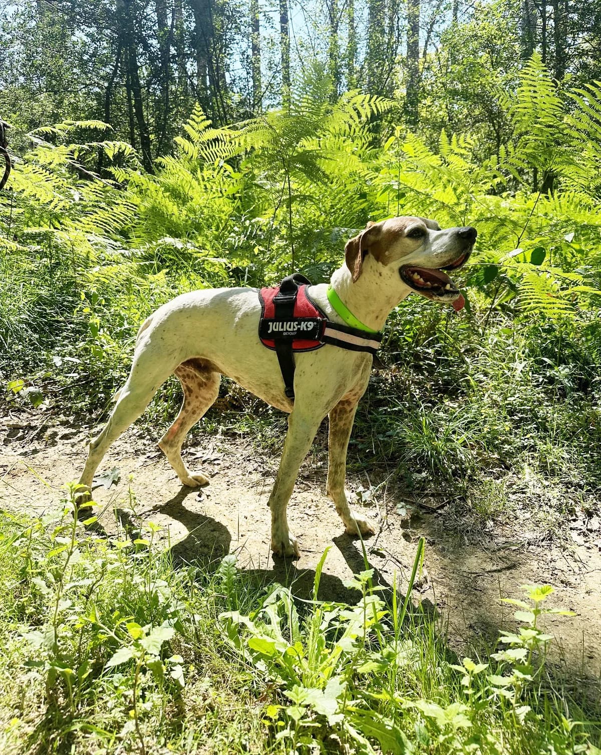 LISTARO, male Pointer for adoption at Refuge Côte Basque, Saint-Jean-de-Luz