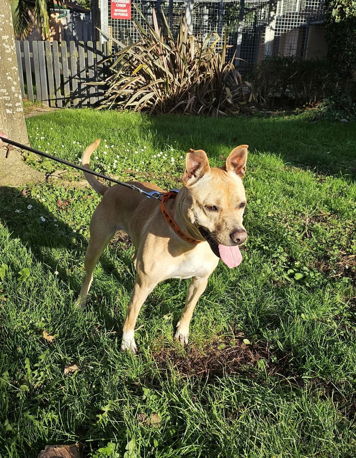 PIPAY,  Staffordshire Bull Terrier for adoption at Refuge Côte Basque, Saint-Jean-de-Luz