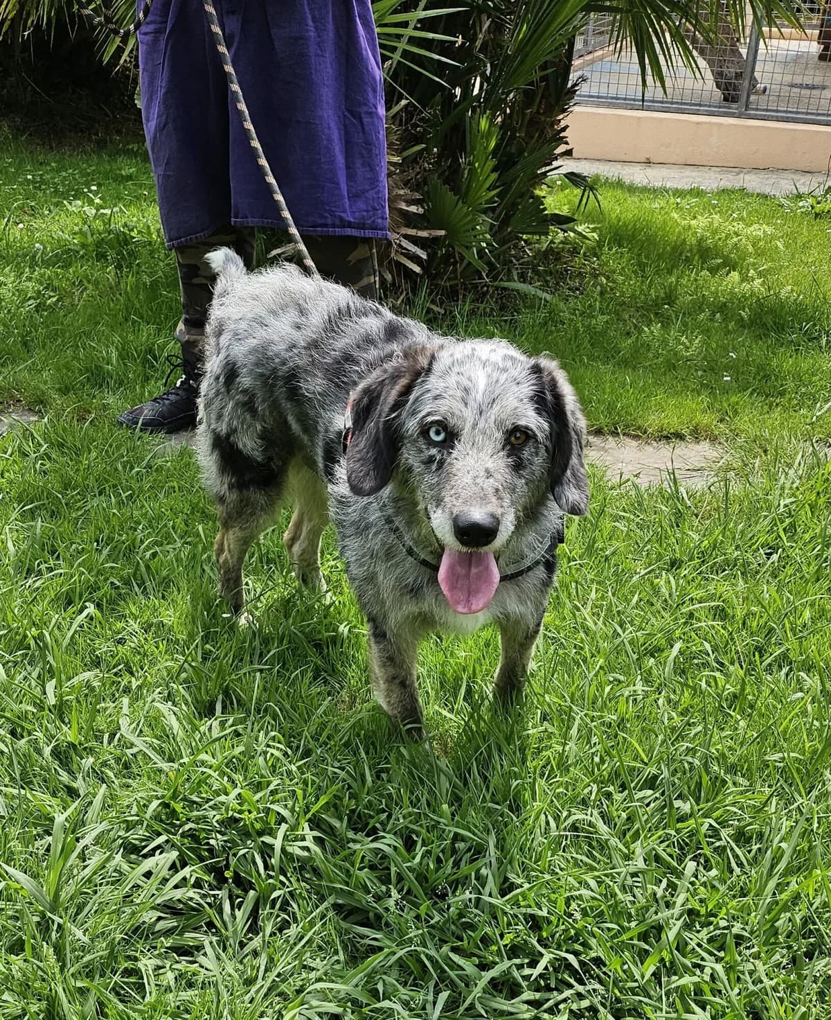 VAIRON, male 5yo Mixed Breed for adoption at Refuge Côte Basque, Saint-Jean-de-Luz