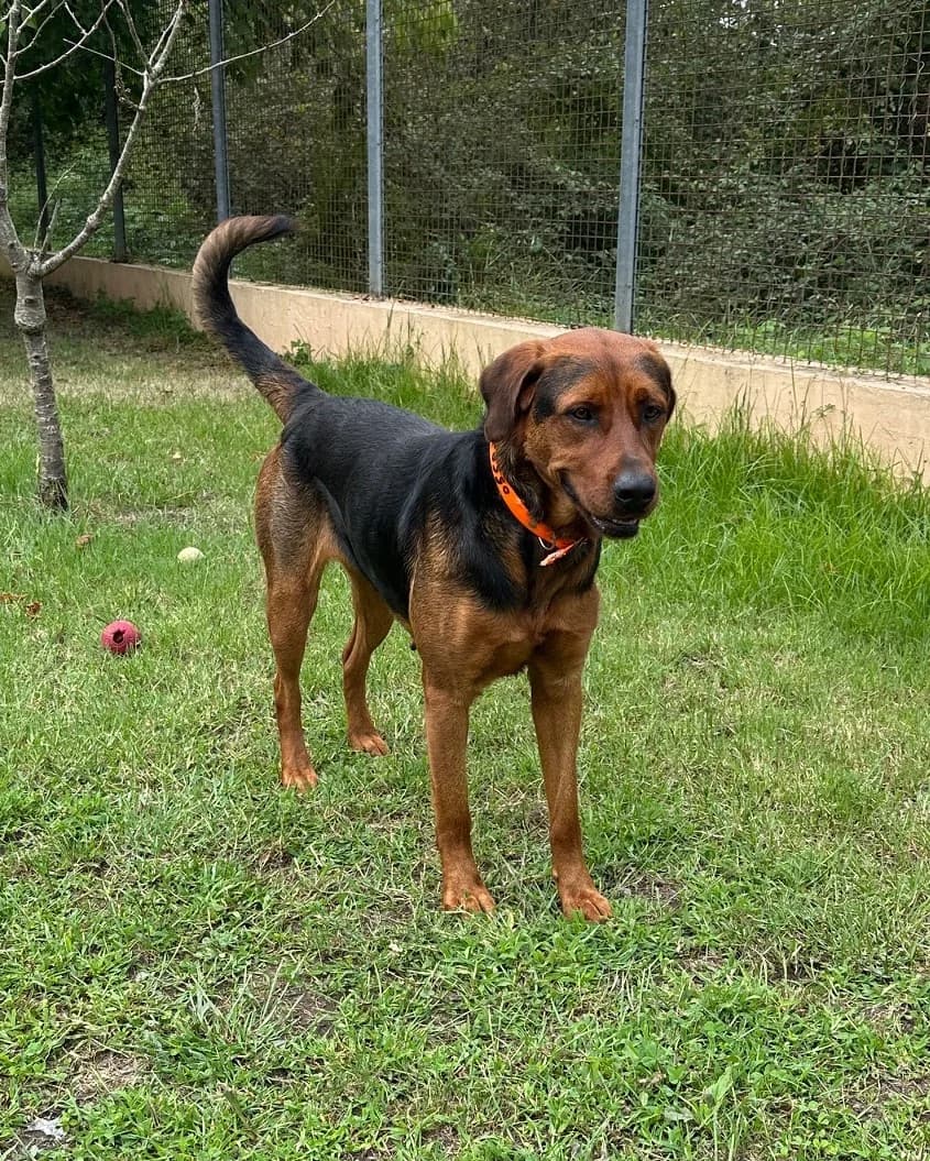 BIOTZA, female Mixed Breed for adoption at Refuge Côte Basque, Saint-Jean-de-Luz