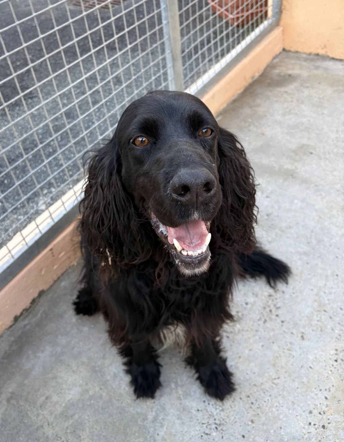BELTXAZ, male mixed breed for adoption at Refuge Côte Basque, Saint-Jean-de-Luz
