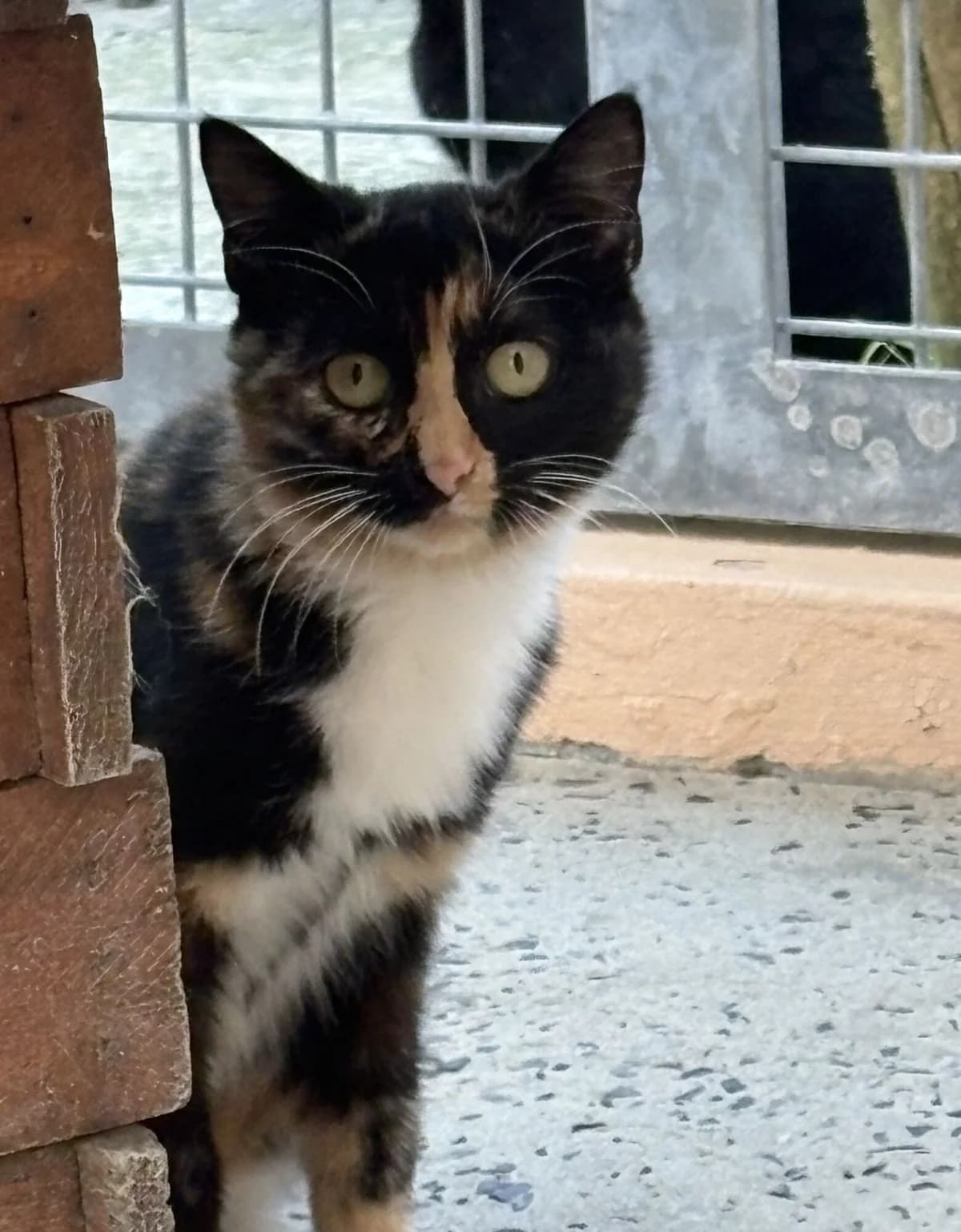 NAIAL, female young Mixed Breed for adoption at Refuge Côte Basque, Saint-Jean-de-Luz