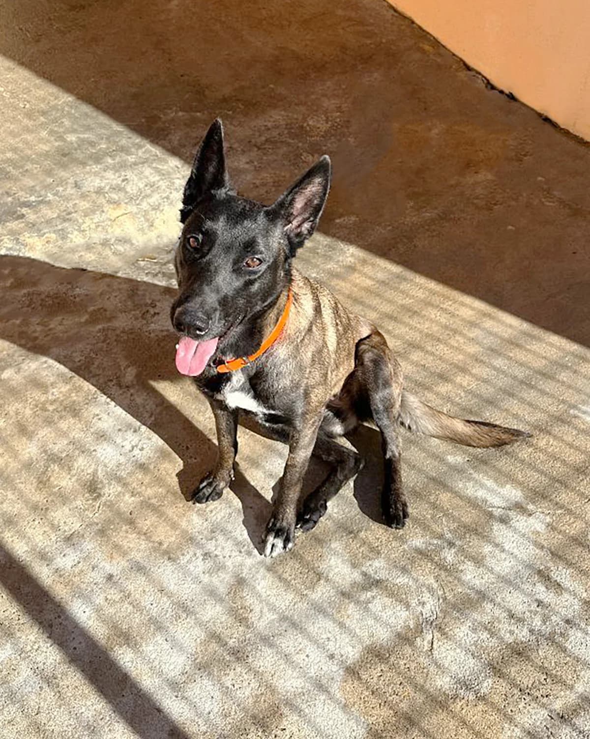 ARCHETTE, female young Belgian Malinois for adoption at Refuge Côte Basque, Saint-Jean-de-Luz