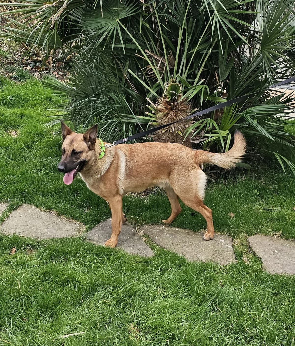 LACOSTE, male young Belgian Malinois for adoption at Refuge Côte Basque, Saint-Jean-de-Luz