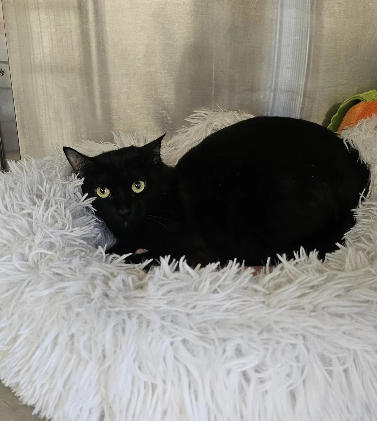 RAVEN, female Mixed Breed for adoption at Refuge Côte Basque, Saint-Jean-de-Luz