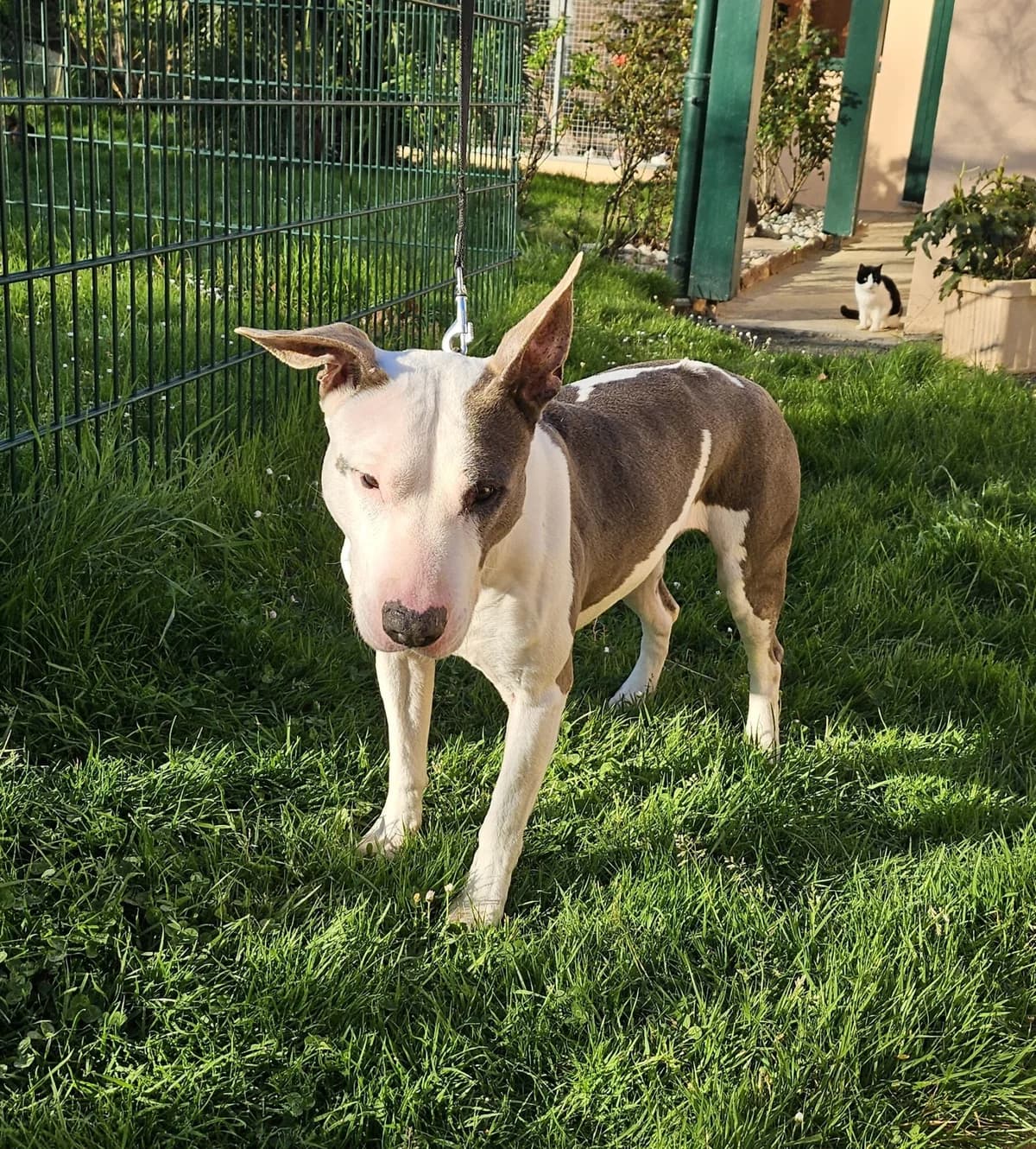 LOUNA, female Mixed Breed for adoption at Refuge Côte Basque, Saint-Jean-de-Luz
