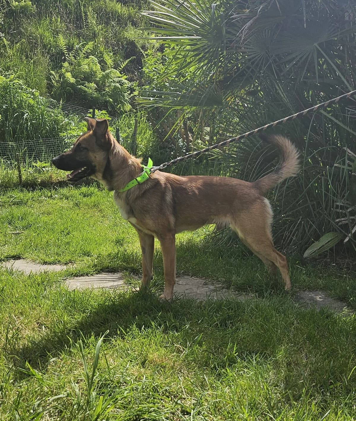 BAILEY, male Belgian Malinois for adoption at Refuge Côte Basque, Saint-Jean-de-Luz