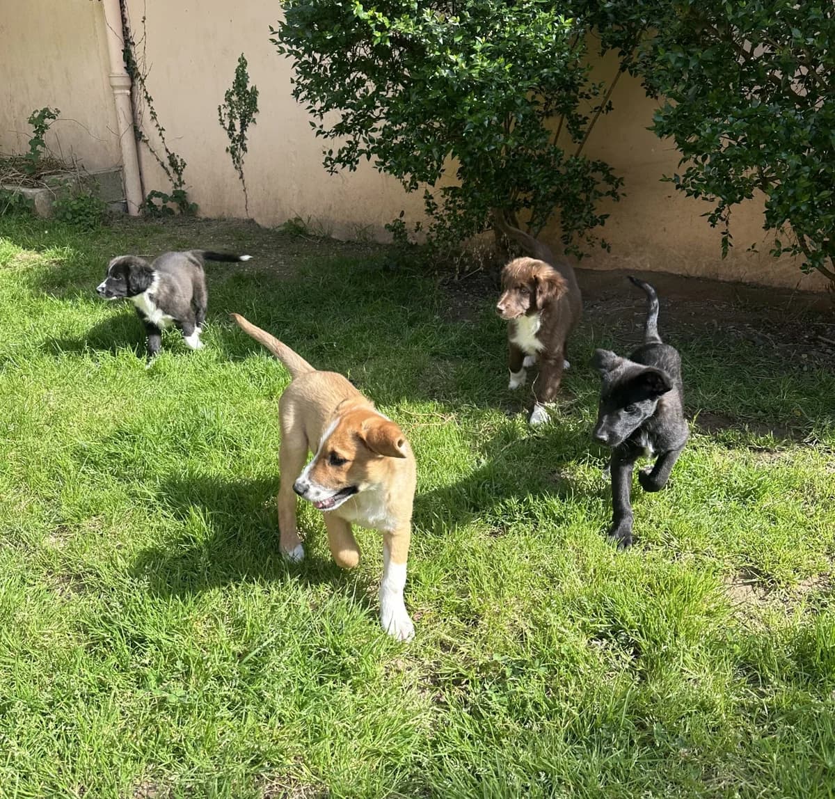 CHIOTS,  Border Collie for adoption at Refuge Côte Basque, Saint-Jean-de-Luz