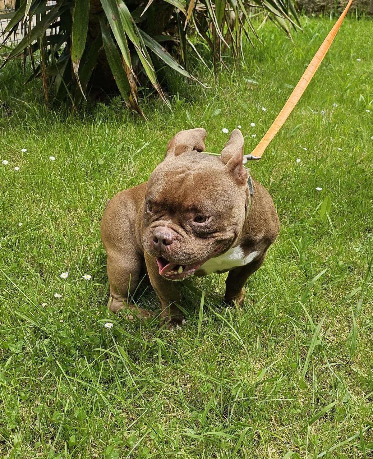 HERMES, male 6yo Mixed Breed for adoption at Refuge Côte Basque, Saint-Jean-de-Luz