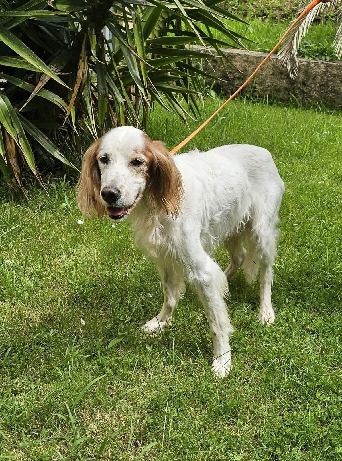 INUIT, male senior Mixed Breed for adoption at Refuge Côte Basque, Saint-Jean-de-Luz