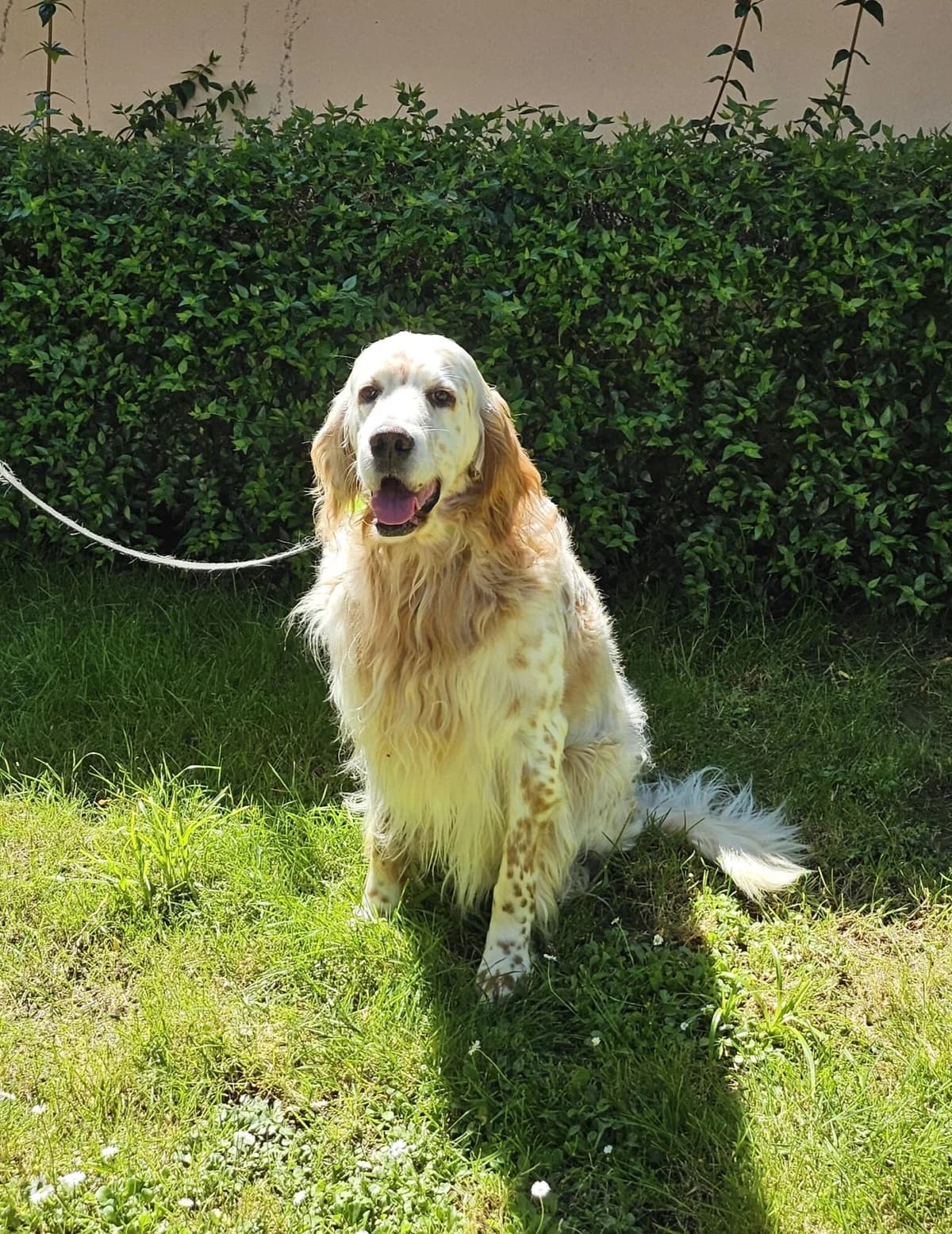 MEKO, male senior Mixed Breed for adoption at Refuge Côte Basque, Saint-Jean-de-Luz
