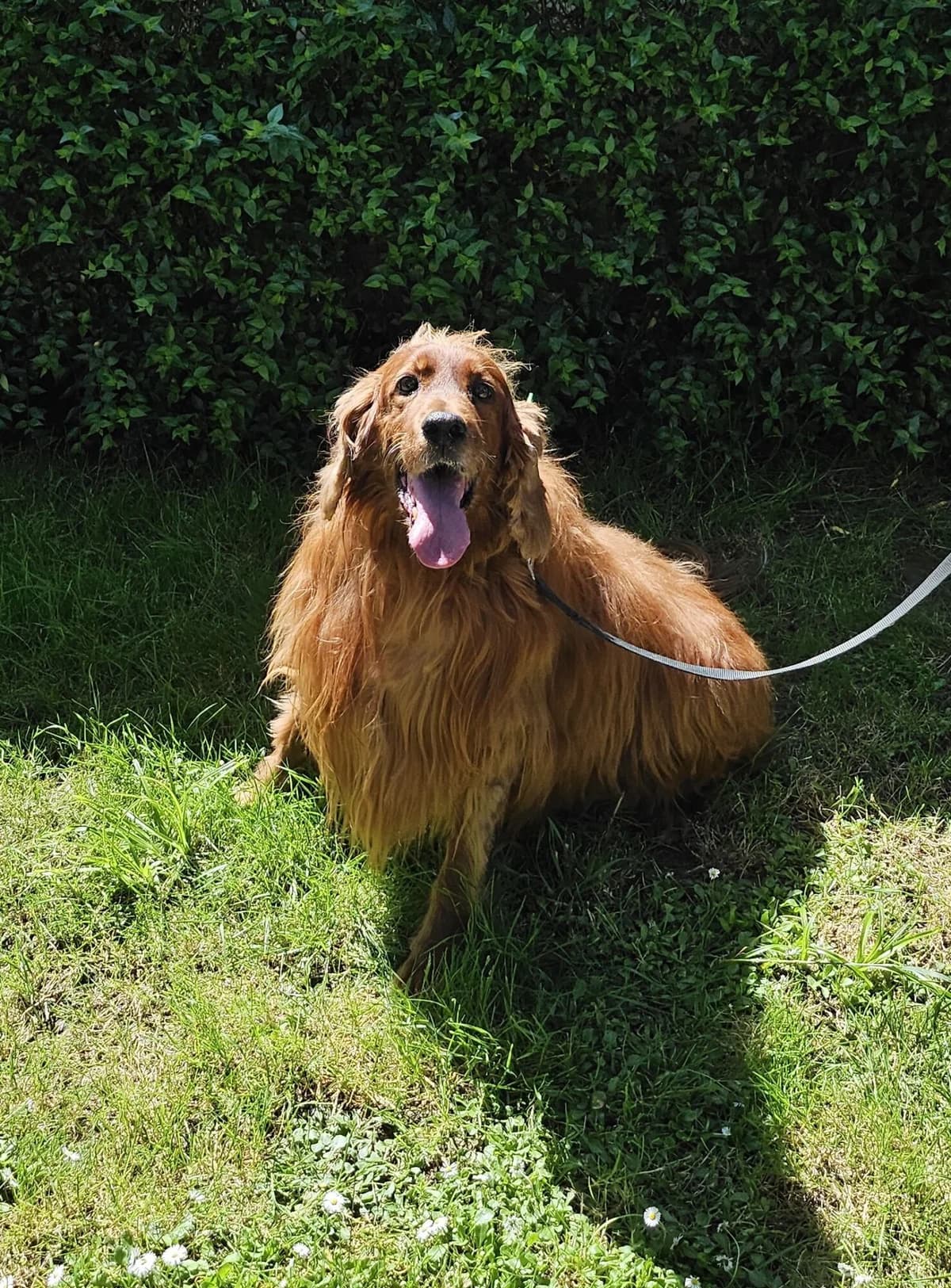 PASTIS, male senior Mixed Breed for adoption at Refuge Côte Basque, Saint-Jean-de-Luz