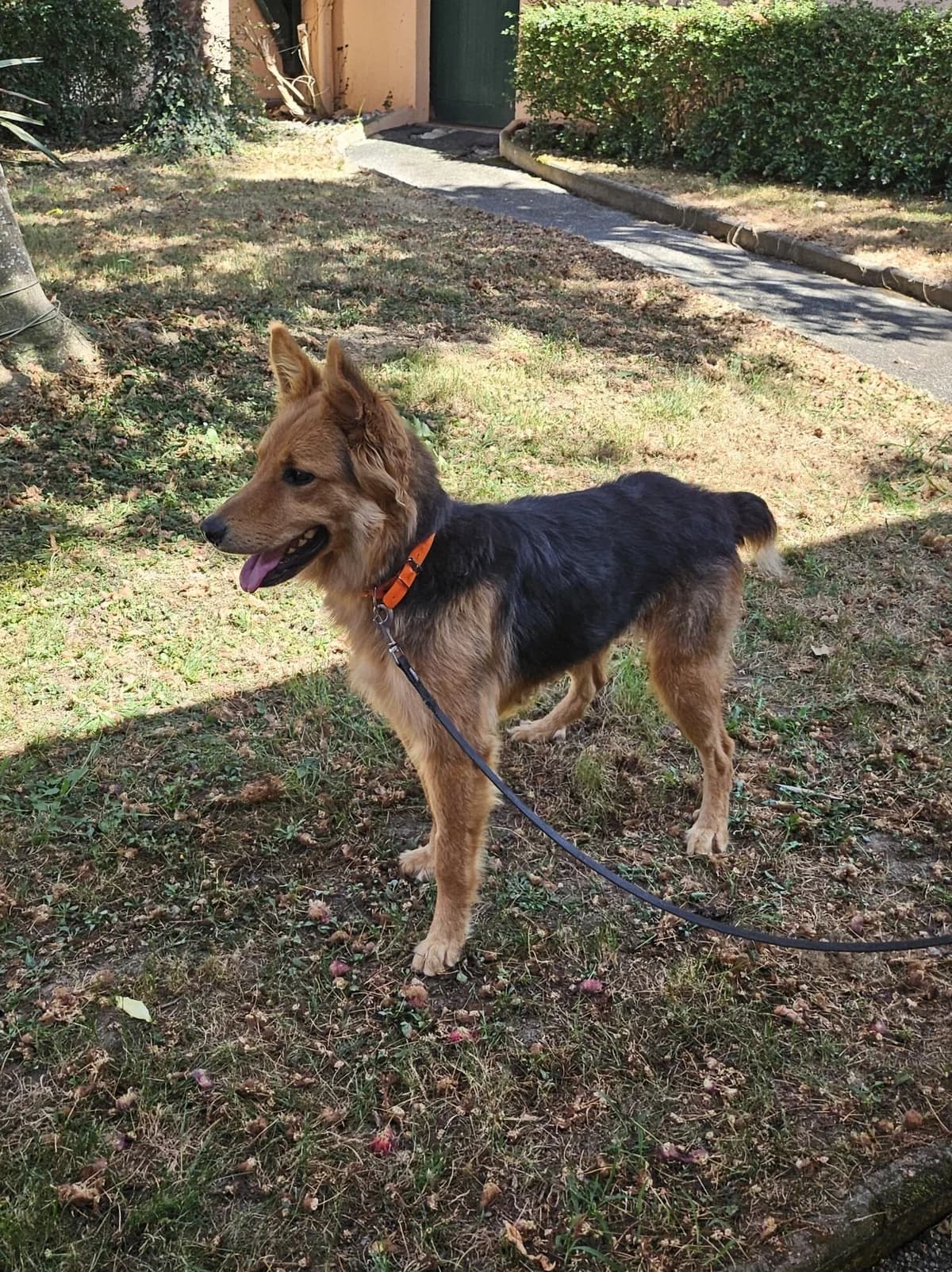 MABEL, female Mixed Breed for adoption at Refuge Côte Basque, Saint-Jean-de-Luz