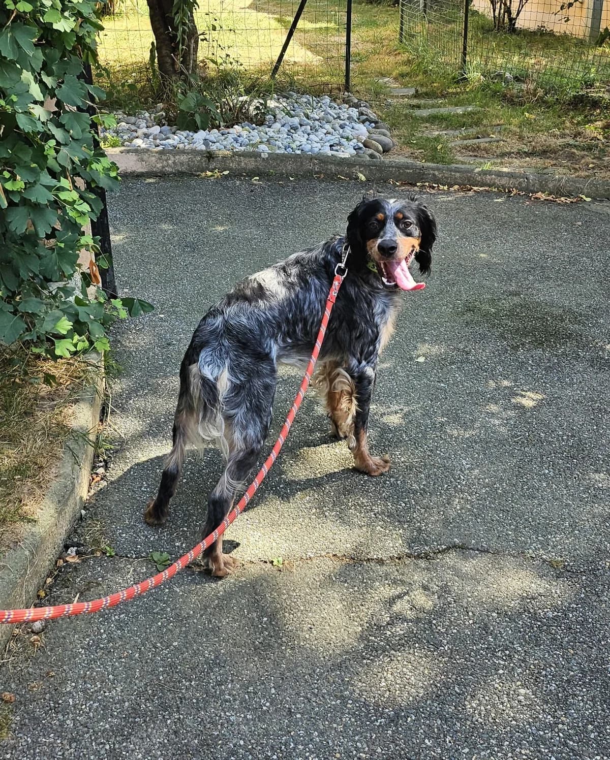 CHAFOU, male young Brittany Spaniel for adoption at Refuge Côte Basque, Saint-Jean-de-Luz