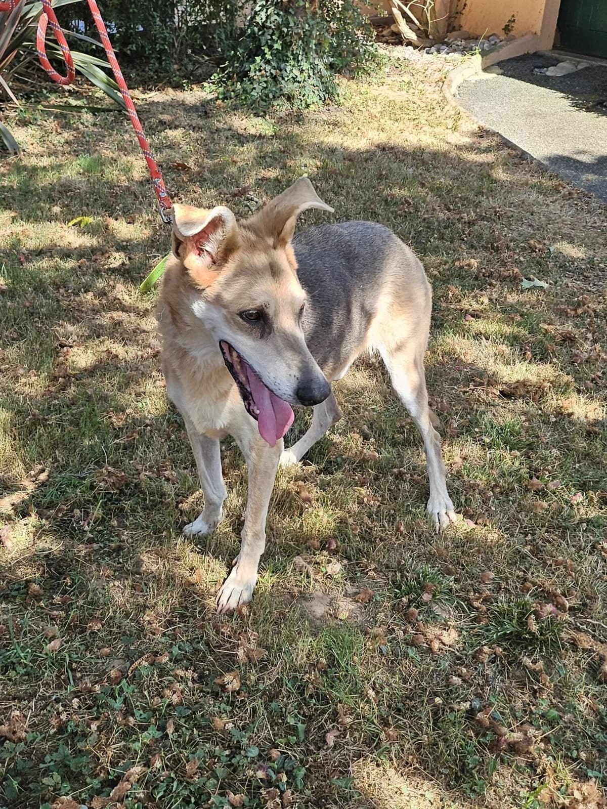 INOUK, male senior Mixed Breed for adoption at Refuge Côte Basque, Saint-Jean-de-Luz
