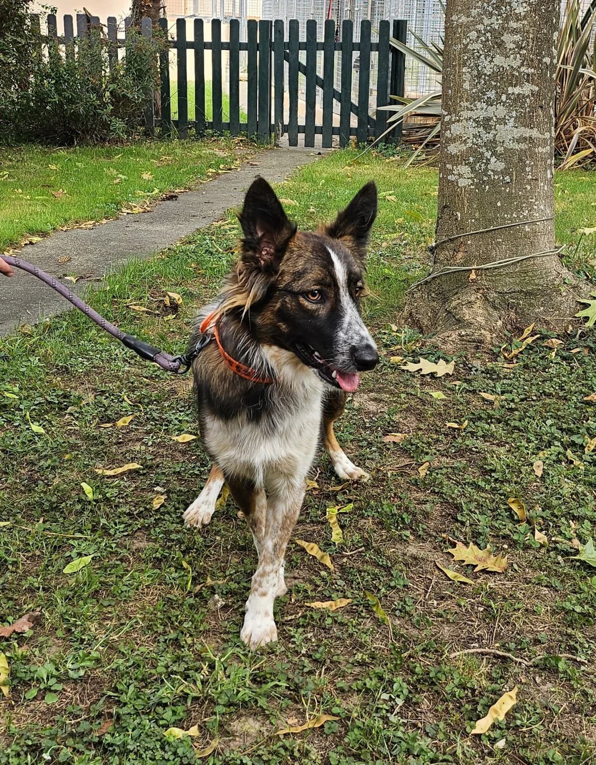 ANOUK, female young Mixed Breed for adoption at Refuge Côte Basque, Saint-Jean-de-Luz