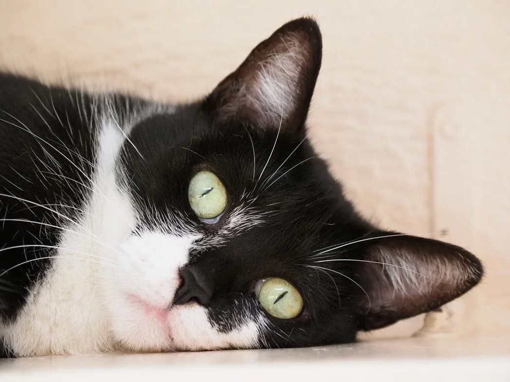 Pourquoi????, male Mixed Breed for adoption at Refuge Côte Basque, Saint-Jean-de-Luz