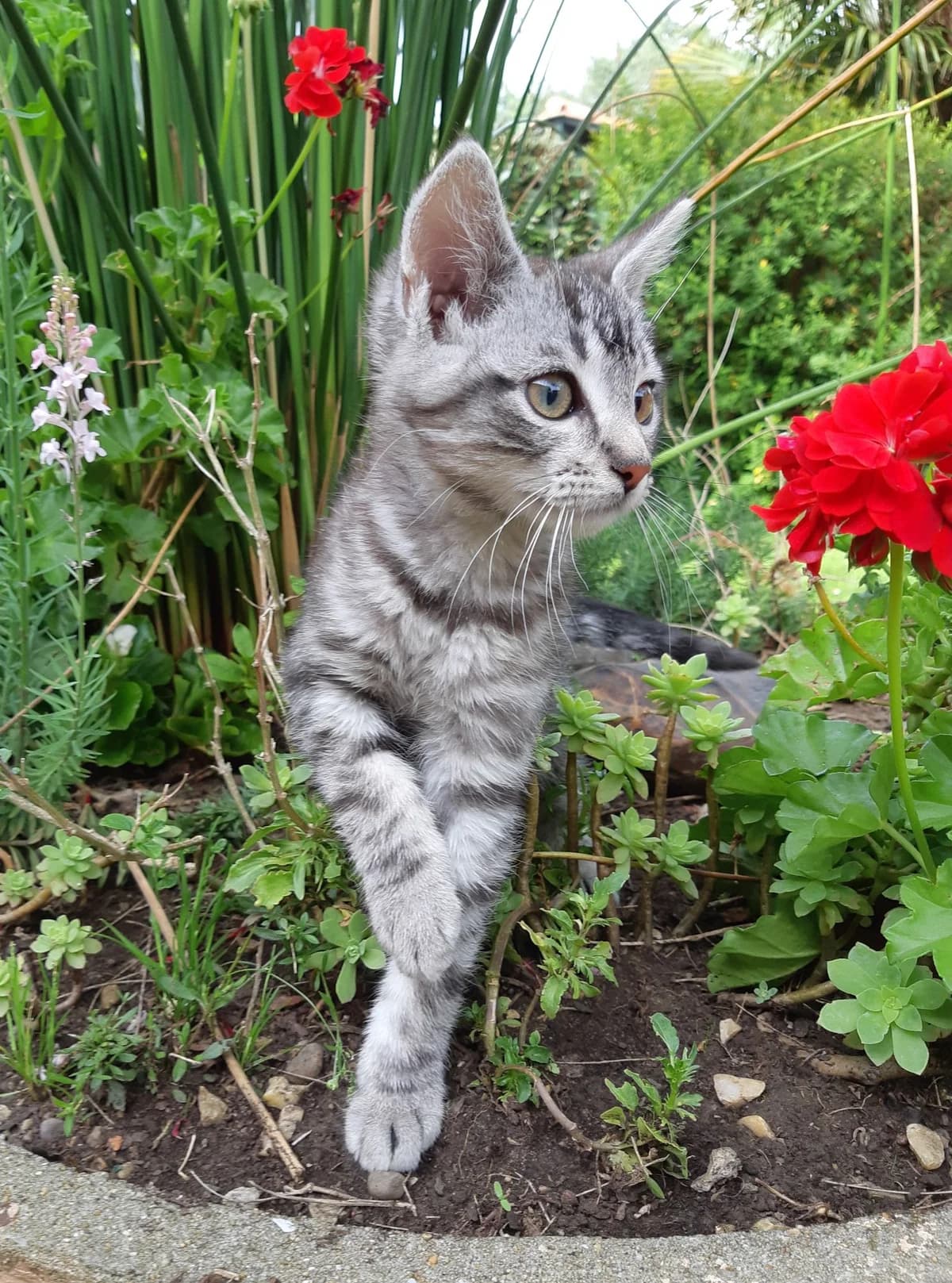 Pas avant l'âge de trois mois, male Mixed Breed for adoption at Refuge Côte Basque, Saint-Jean-de-Luz