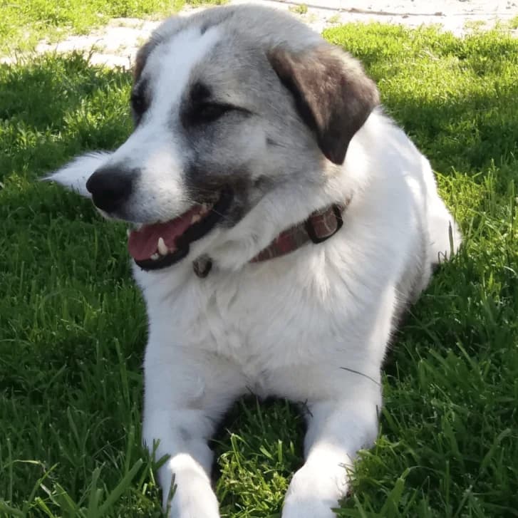 Caprice, Mixed Breed (Remember Me France)