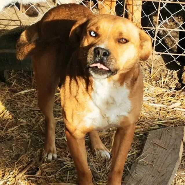 Zeus, Mixed Breed (Remember Me France)