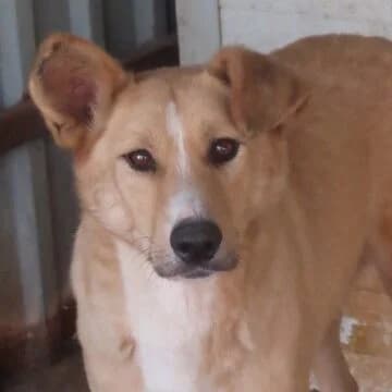 Evira, Mixed Breed (Remember Me France)