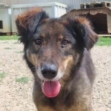 Ben, Mixed Breed (Adoptamics)