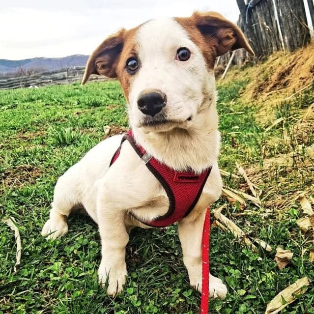 Smartie, Mixed Breed (Remember Me France)