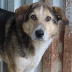 Lisa, Mixed Breed (Adoptamics)