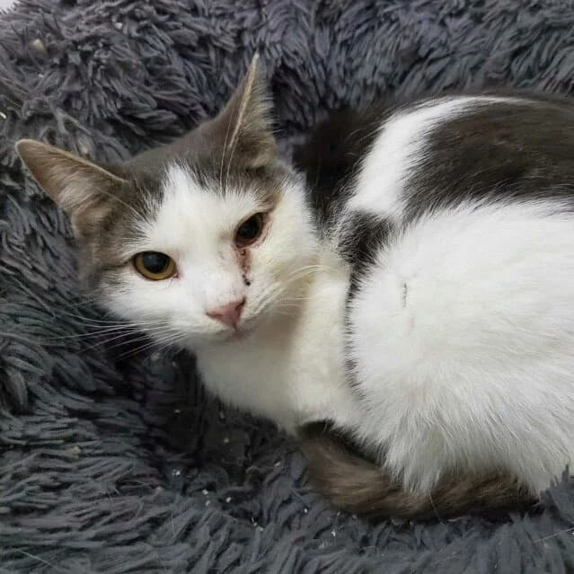 Parangon, Mixed Breed (Remember Me France)