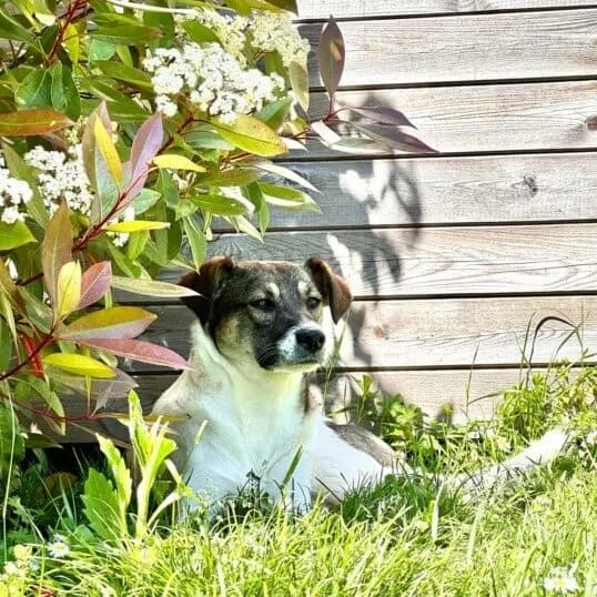 Sunn, Mixed Breed (Remember Me France)