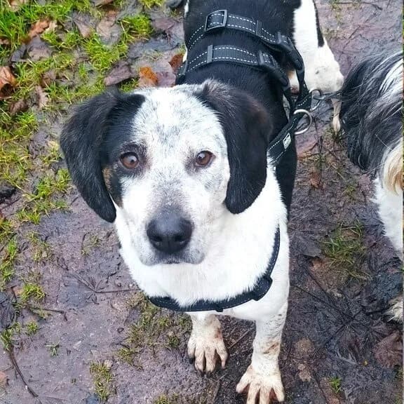 Copernica, Mixed Breed (Remember Me France)